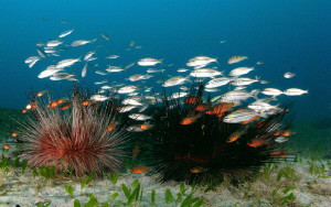 Magnificent Urchins by Juan Torres 